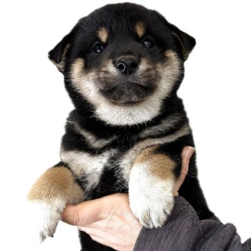 柴犬(標準サイズ)【宮城県・男の子・2025年10月30日・黒】の写真「元気なイケメンの男の子」