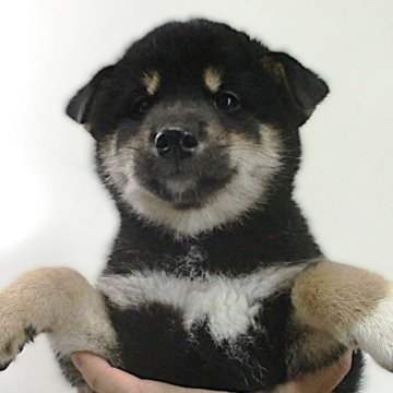 柴犬(標準サイズ)【宮城県・男の子・2025年6月7日・黒】の写真「かわいい黒柴」