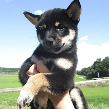 柴犬(標準サイズ)【宮城県・男の子・2025年6月10日・黒】の写真「元気な黒柴の男の子」