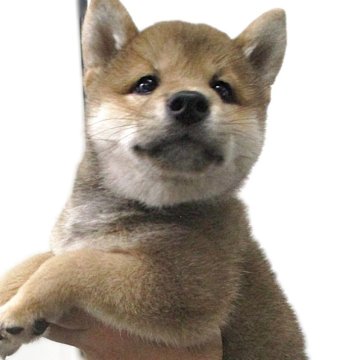 柴犬(標準サイズ)【宮城県・女の子・2025年6月2日・赤】の写真「赤柴の女の子です。」