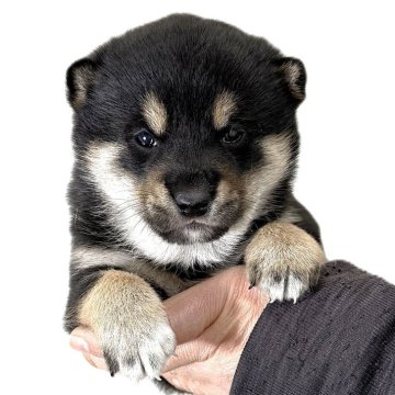 柴犬(標準サイズ)【宮城県・男の子・2025年11月15日・黒】の写真「元気な黒柴の男の子です。」