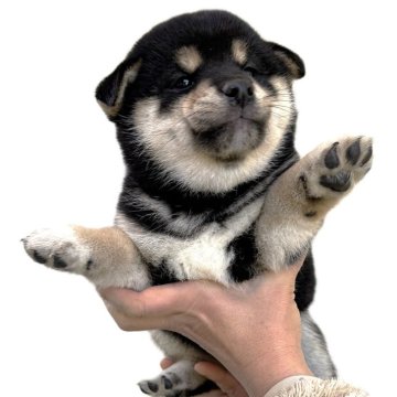 柴犬(標準サイズ)【宮城県・男の子・2025年9月4日・黒】の写真「元気な黒柴の男の子です。」