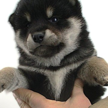 柴犬(標準サイズ)【宮城県・男の子・2025年1月11日・黒】の写真「4兄妹の男の子です。ネクタイ模様です。」