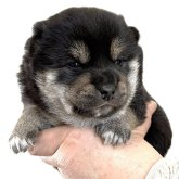 柴犬(標準サイズ)