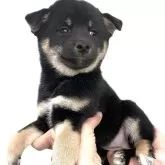 柴犬(標準サイズ)