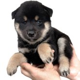 柴犬(標準サイズ)