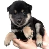 柴犬(標準サイズ)