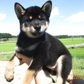 柴犬(標準サイズ)