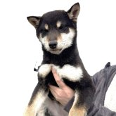 柴犬(標準サイズ)