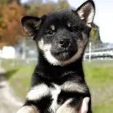 柴犬(標準サイズ)