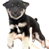 柴犬(標準サイズ)
