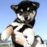 柴犬(標準サイズ)