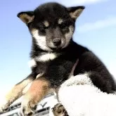 柴犬(標準サイズ)