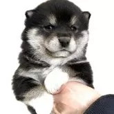 柴犬(標準サイズ)