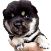 柴犬(標準サイズ)