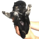柴犬(標準サイズ)