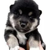 柴犬(標準サイズ)