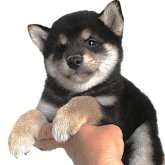 柴犬(標準サイズ)