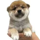柴犬(標準サイズ)【宮城県・女の子・2025年6月2日・赤】の写真1