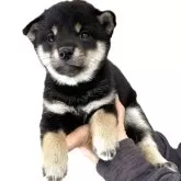 柴犬(標準サイズ)