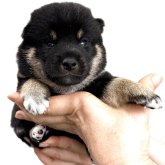 柴犬(標準サイズ)