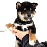 柴犬(標準サイズ)