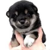 柴犬(標準サイズ)