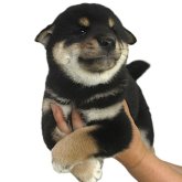 柴犬(標準サイズ)