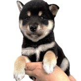 柴犬(標準サイズ)