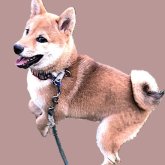 柴犬(標準サイズ)