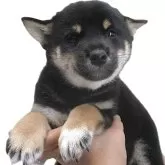 柴犬(標準サイズ)