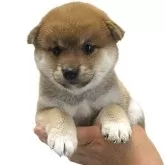柴犬(標準サイズ)【宮城県・女の子・2025年6月2日・赤】の写真2