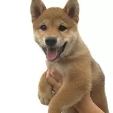 柴犬(標準サイズ)【宮城県・女の子・2025年6月2日・赤】の写真2