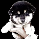 柴犬(標準サイズ)【宮城県・男の子・2025年9月4日・黒】の写真2