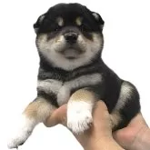 柴犬(標準サイズ)【宮城県・女の子・2025年6月1日・黒】の写真3