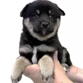 柴犬(標準サイズ)【宮城県・女の子・2025年8月25日・黒】の写真4