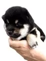 柴犬(標準サイズ)【宮城県・女の子・2025年8月25日・黒】の写真5
