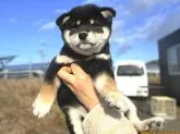 柴犬(標準サイズ)【宮城県・女の子・2024年10月16日・黒】の写真5