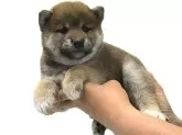柴犬(標準サイズ)【宮城県・女の子・2025年6月2日・赤】の写真5