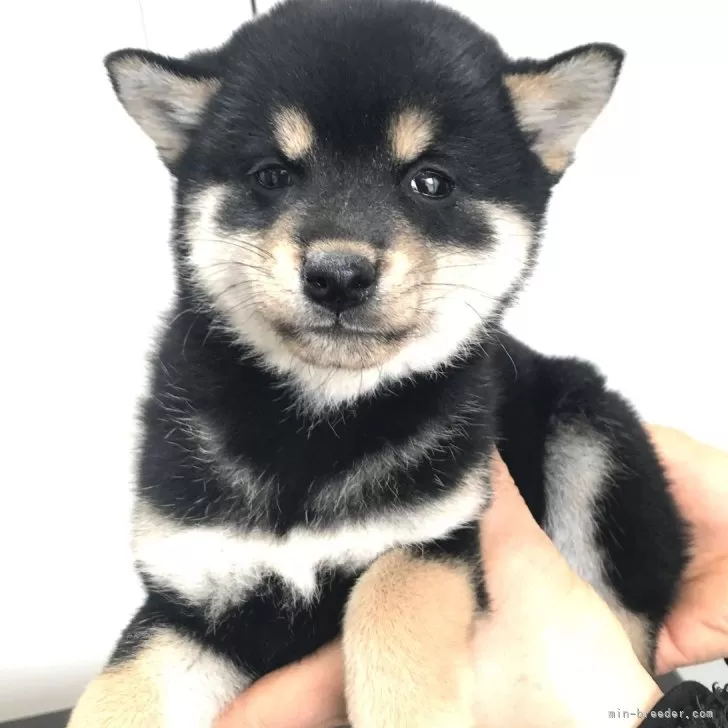 ID：2402-05741の子犬
