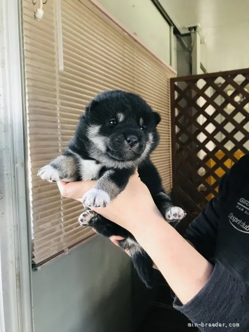 ID：2111-00162の子犬