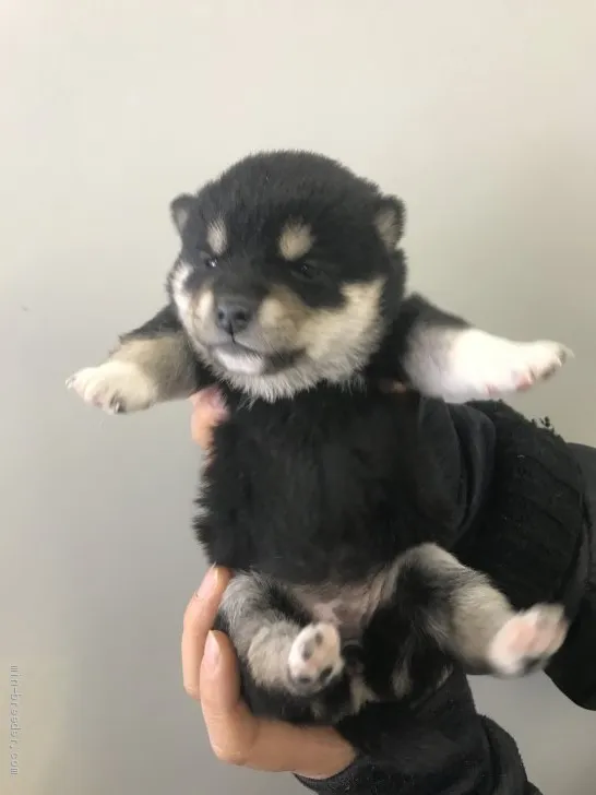 ID：2102-00850の子犬