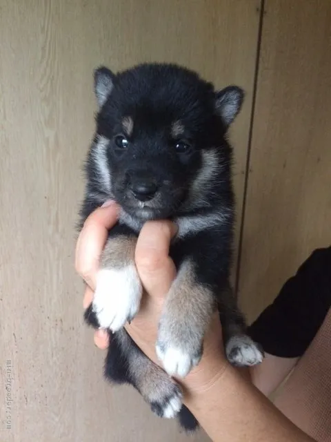ID：2009-01668の子犬