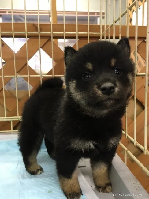 ID：2010-01002の子犬