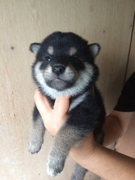 柴犬(標準サイズ)【宮城県・男の子・2020年8月16日・黒】の写真「両親の親、各種賞受賞。
両親共に遺伝子検査クリア」