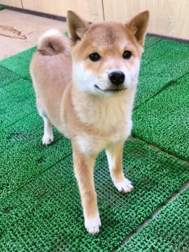 柴犬(標準サイズ)【宮城県・男の子・2019年7月29日・赤】の写真「母親犬と飼育員の愛情を受けて、すくすく育っています」