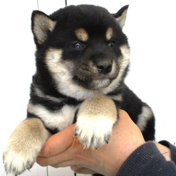 柴犬(標準サイズ)【宮城県・男の子・2024年3月10日・黒】の写真「元気な黒柴の男の子」