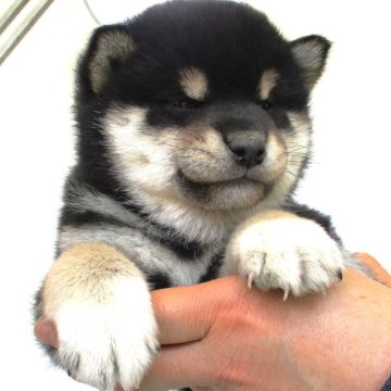 柴犬(標準サイズ)【宮城県・男の子・2024年3月10日・黒】の写真「元気な黒柴の男の子」