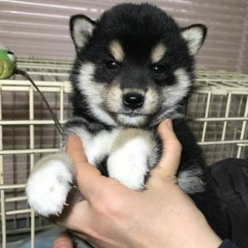 柴犬(標準サイズ)【宮城県・女の子・2022年10月15日・黒】の写真「黒柴の女の子　」