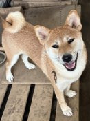 柴犬(標準サイズ)【・女の子・2024年2月16日・赤】「2025.9.10」